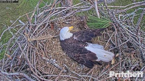 swfl live eagle cam